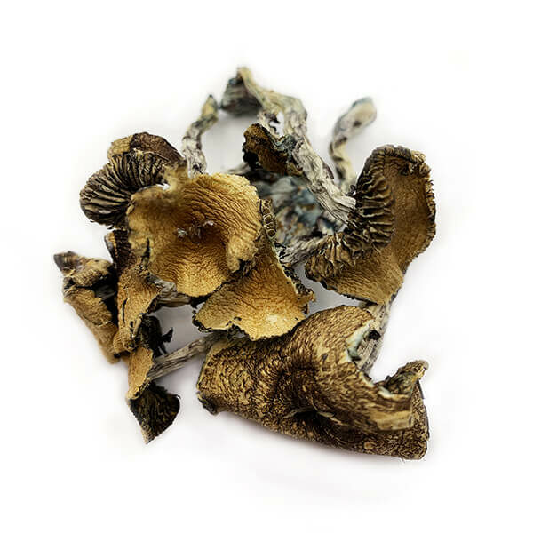 Blue Meanie Magic Mushrooms on white background