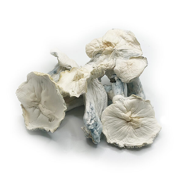 Albino Penis Envy Magic Mushroom on white background