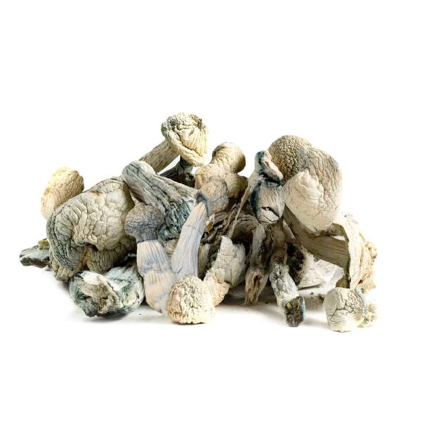 Moby Dick Magic Mushrooms on a white background