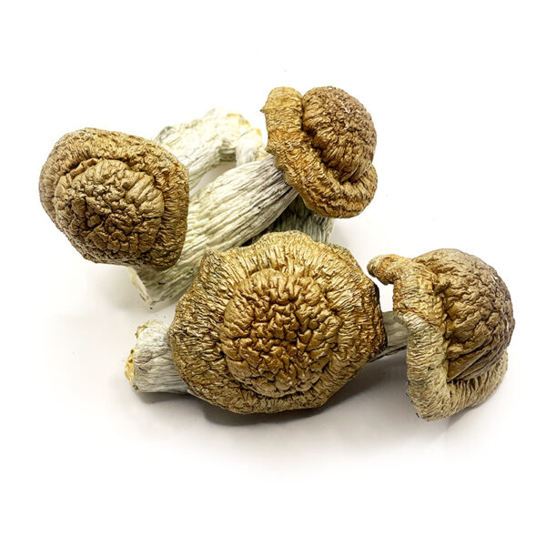 dried magic mushrooms on white background
