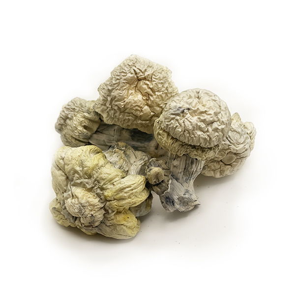 Nutcracker Dried Magic Mushrooms on white background